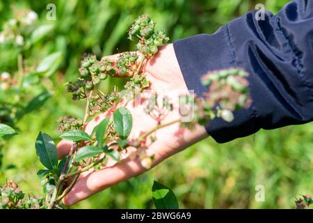 Fleur rose bleuet Bush. Reproduction de buissons fructueux de baies noires sur la ferme. Banque D'Images