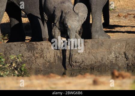 Protégé par les adultes, un bébé éléphant s'agenouille pour tremper son tronc dans l'eau en bas, un après-midi de juillet en Afrique du Sud. Banque D'Images