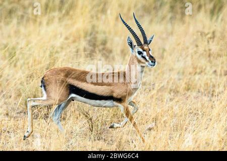 Thomsons gazelle (Eudorcas thomsonii), Parc national du Serengeti, Tanzanie, Afrique Banque D'Images
