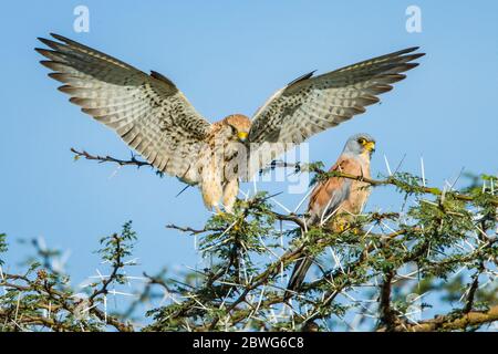 Deux oiseaux de la région du kestrel gris (Falco ardosiaceus) sur arbre, parc national du Serengeti, Tanzanie, Afrique Banque D'Images