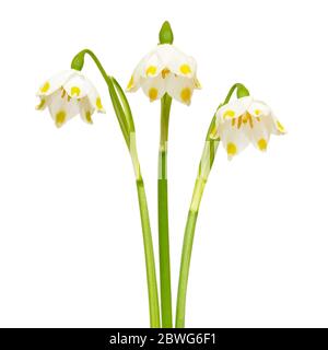 Flocon de neige de printemps Leucojum vernum (fleurs) isolé sur fond blanc Banque D'Images