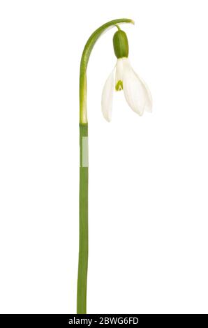 Fleur de Snowdrop (Galanthus nivalis) isolée sur fond blanc Banque D'Images