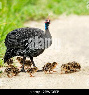 Helguineafhid (Numida meleagris) avec des keets, Parc national du Serengeti, Namibie, Afrique Banque D'Images