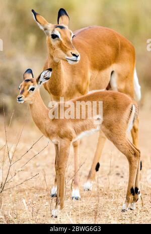 Impala (Aepyceros melampus) adulte et veau, Parc national de Tarangire, Tanzanie, Afrique Banque D'Images