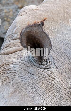 Gros plan de l'oreille de rhinocéros blancs / rhinocéros blancs (Ceratotherium simum), originaire de l'Afrique orientale et australe Banque D'Images
