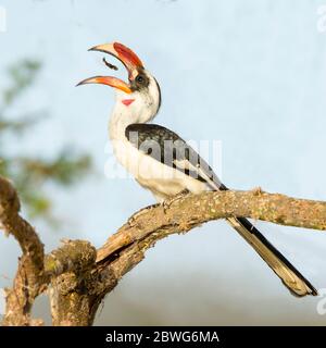 Von der Deckens charme (Tockus deckeni) se nourrissant en perçant sur la branche, Parc national de Tarangire, Tanzanie, Afrique Banque D'Images