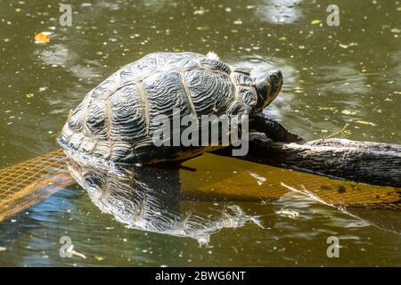 Le curseur à ventre jaune (Trachyemys scripta scripta), espèce non indigène de tortue (terrapin) de reptile dans le canal de Basingstoke, au Royaume-Uni. Animal abandonné. Banque D'Images