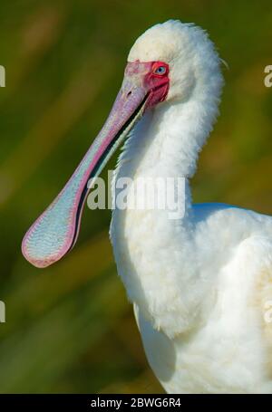 Photo de la loi africaine sur le spoonbill (Platalea alba), cratère de Ngorongoro, Tanzanie, Afrique Banque D'Images