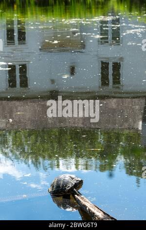 Le curseur à ventre jaune (Trachyemys scripta scripta), espèce non indigène de tortue (terrapin) de reptile dans le canal de Basingstoke, au Royaume-Uni. Animal abandonné. Banque D'Images