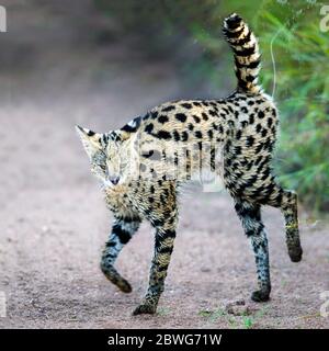 Serval (Leptaturus serval), cratère de Ngorongoro, Tanzanie, Afrique Banque D'Images