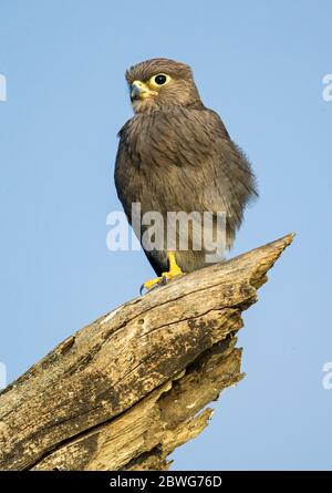 Kestrel gris (Falco ardosiaceus), zone de conservation de Ngorongoro, Tanzanie, Afrique Banque D'Images