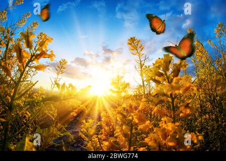 Coucher de soleil rural lumineux vu à travers les fleurs sur un pré, avec des papillons errant dans l'air et le ciel bleu profond Banque D'Images