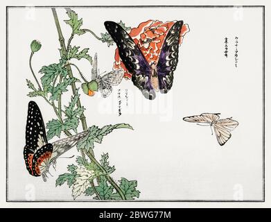 Illustration de papillons et de plantes de Churui Gafu (1910) par Morimoto Toko. Banque D'Images