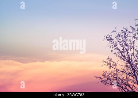 Arbre sec de la branche nature sur orange rose couleur ciel coucher de soleil crépuscule soir temps magnifique fond. Banque D'Images