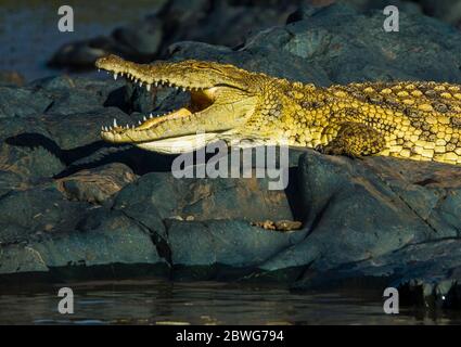 Crocodile du Nil (Crocodylus niloticus), zone de conservation de Ngorongoro, Tanzanie, Afrique Banque D'Images