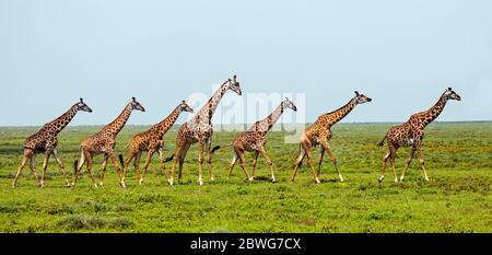 Troupeau de girafes Masai (Giraffa camelopardalis tippelskirchii), Parc national de Ngorongoro, Tanzanie, Afrique Banque D'Images