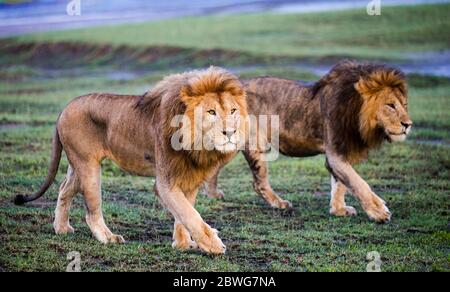 Deux lions mâles (Panthera leo), zone de conservation de Ngorongoro, Tanzanie, Afrique Banque D'Images