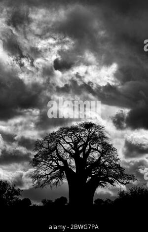 Silhouette de baobab solitaire (Adansonia digitata) contre le ciel dramatique, Parc national de Tarangire, Tanzanie, Afrique Banque D'Images