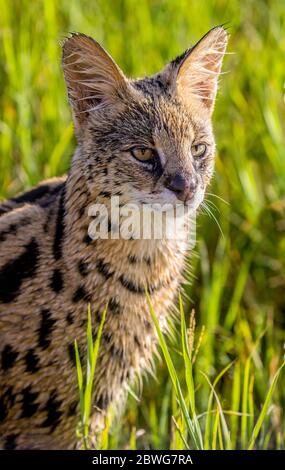 Portrait du serval (Leptaturus serval), vue sur l'extérieur, Parc national du Serengeti, Tanzanie, Afrique Banque D'Images