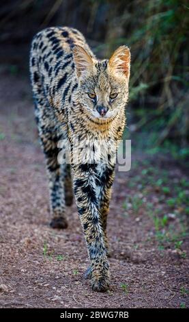 Gros plan du service de marche (Leptaturus serval), Parc national du Serengeti, Tanzanie, Afrique Banque D'Images