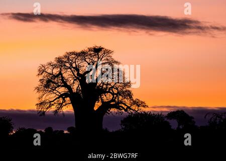 Silhouette de baobab solitaire (Adansonia digitata) au lever du soleil, Parc national de Tarangire, Tanzanie, Afrique Banque D'Images