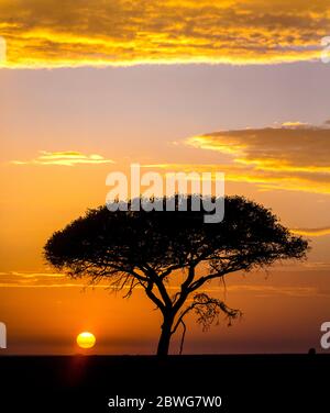 Silhouette d'acacia tortilis (Forssk.) arbre isolé au lever du soleil, Parc national du Serengeti, Tanzanie, Afrique Banque D'Images