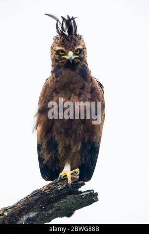 Aigle à aigle à aigrettes (Lopheetus occipitalis) sur branche sèche, zone de conservation de Ngorongoro, Tanzanie, Afrique Banque D'Images