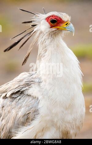 Portrait de l'oiseau secrétaire (Sagittaire serpentarius), zone de conservation de Ngorongoro, Tanzanie, Afrique Banque D'Images