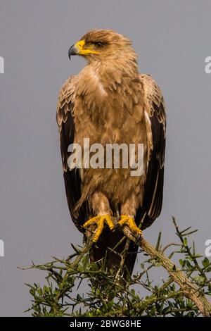 Aigle Tawny (Aquila rapax) dans la zone de conservation de Ngorongoro, Tanzanie, Afrique Banque D'Images