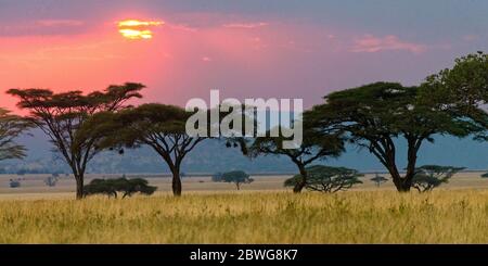 Coucher de soleil sur le parc national de Serengeti, Tanzanie, Afrique Banque D'Images