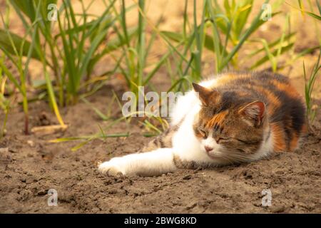 Très beau chat trois couleurs dormant dans le jardin Banque D'Images