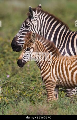 Zèbres de Burchells (Equus quagga burchellii) dans la zone de conservation de Ngorongoro, Tanzanie, Afrique Banque D'Images