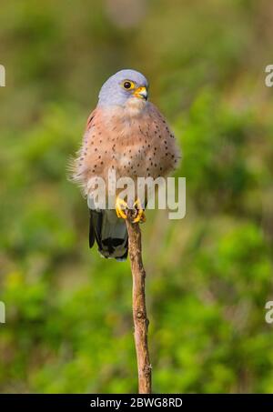 Kestrel gris (Falco ardosiaceus) dans la zone de conservation de Ngorongoro, Tanzanie, Afrique Banque D'Images