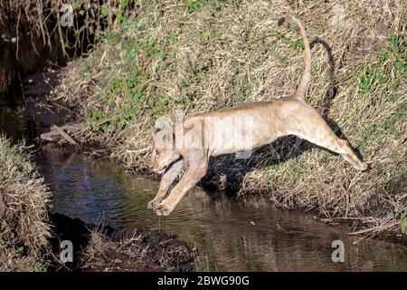 Lioness (Panthera leo) sautant sur l'eau dans la zone de conservation de Ngorongoro, Tanzanie, Afrique Banque D'Images