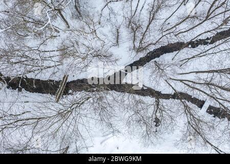 Vue sur le paysage forestier d'hiver avec une jonction de rivière en forme de Y. Banque D'Images