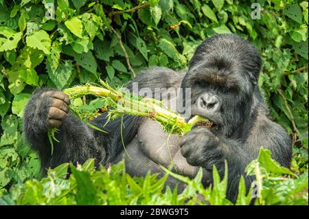 Gros plan de gorille de montagne (Gorilla beringei beringei) tout en mangeant, Rwanda, Afrique Banque D'Images