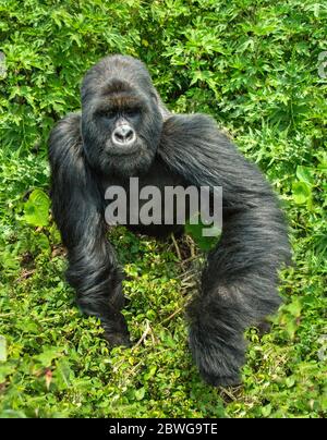 Gros plan de gorille de montagne (Gorilla beringei beringei), Rwanda, Afrique Banque D'Images