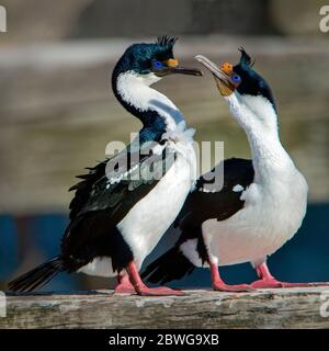 Imperial Shags Communiting (Leucocarbo atyceps), Patagonie, Chili, Amérique du Sud Banque D'Images