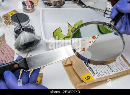 La Police d'experts examinant avec loupe un couteau avec du sang sur les lieux d'un crime, conceptual image Banque D'Images