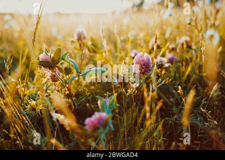 Gros plan au printemps ou en été avec de l'herbe sauvage des prairies et des fleurs de trèfle au coucher du soleil. Motley herbe en rayons du soleil à l'heure d'or. Sélection douce Banque D'Images