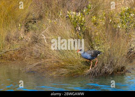 Une poule Pukeko ou marécage avec sa facture rouge qui fourragent dans des roseaux sur le bord de l'eau Banque D'Images