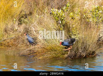 Une paire de poule Pukeko ou marécage avec sa facture rouge qui se trouve dans les roseaux sur le bord de l'eau Banque D'Images