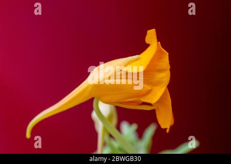 Tropaeolum malus jaune (nasturtium de jardin, cresson indien ou cresson de moines) dans un pot à la lumière naturelle Banque D'Images