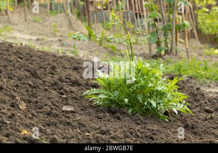 L'arugula pousse vigoureusement dans le jardin avec beaucoup de feuilles Banque D'Images