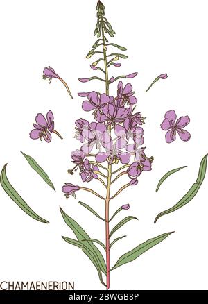 Chamerion angustifolium, herbe à feu, herbe à saule. Illustration vectorielle botanique dessinée à la main. Illustration de Vecteur