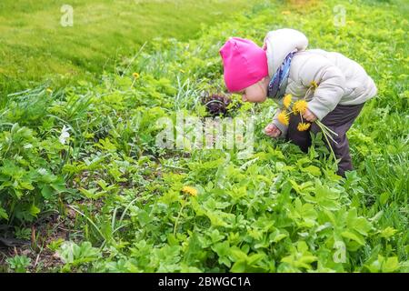 Petite fille dans une veste chaude et un chapeau rose recueille les pissenlits jaunes. Bonne enfance. Une fille recueille un bouquet de pissenlits pour une couronne Banque D'Images