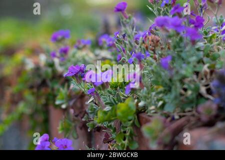 Fleurs colorées du jardin Aubrieta Banque D'Images