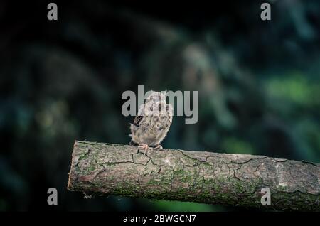 petit joli petit animal de bébé en moineau assis dans la branche de l'arbre Banque D'Images