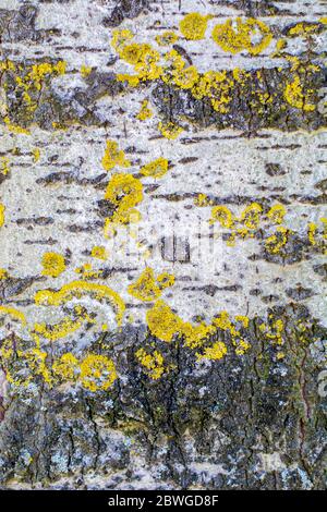 Surface de l'écorce de peuplier Aspen avec mousse jaune Xanthoria. Verticale Banque D'Images