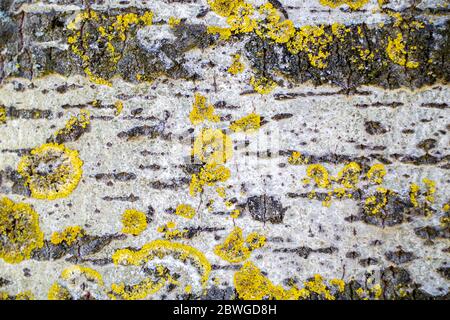 Surface de l'écorce de peuplier Aspen avec mousse jaune Xanthoria. Banque D'Images